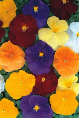 Picture of Pansy - Clear Crystal Blended Mixture